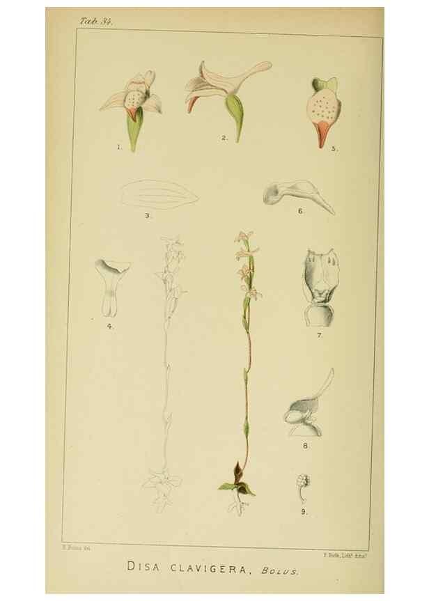 Reproducción/Reproduction 9732513268: Icones orchidearum austro-africanarum extra-tropicarum :. London :W. Wesley,1896-1913.