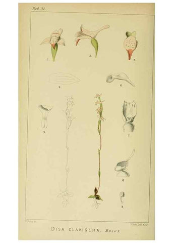 Reproducción/Reproduction 9732513268: Icones orchidearum austro-africanarum extra-tropicarum :. London :W. Wesley,1896-1913.