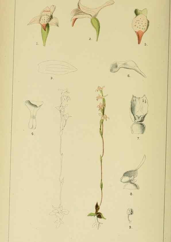 Reproducción/Reproduction 9732513268: Icones orchidearum austro-africanarum extra-tropicarum :. London :W. Wesley,1896-1913.