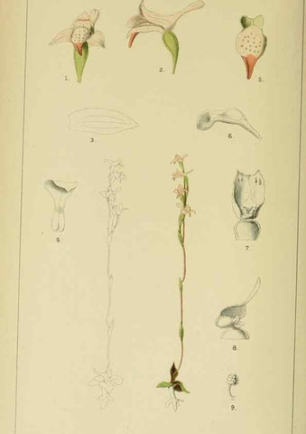 Reproducción/Reproduction 9732513268: Icones orchidearum austro-africanarum extra-tropicarum :. London :W. Wesley,1896-1913.