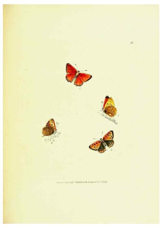 Reproducción/Reproduction 9689112348: The papilios of Great Britain,. London,Printed for J. Johnson,1795.