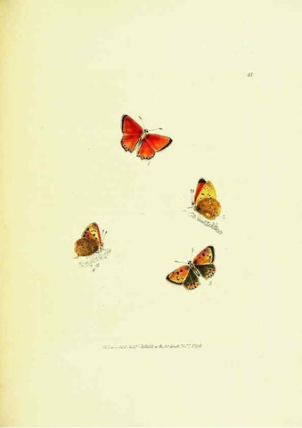 Reproducción/Reproduction 9689112348: The papilios of Great Britain,. London,Printed for J. Johnson,1795.
