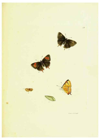 Reproducción/Reproduction 9685875029: The papilios of Great Britain,. London,Printed for J. Johnson,1795.