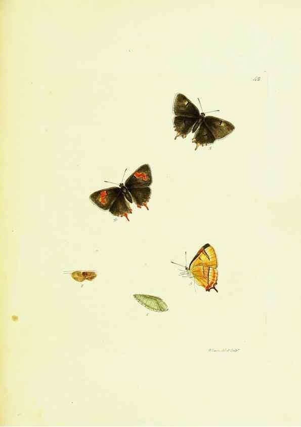Reproducción/Reproduction 9685875029: The papilios of Great Britain,. London,Printed for J. Johnson,1795.