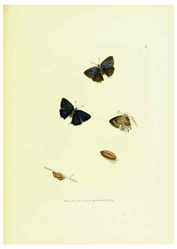 Reproducción/Reproduction 9689114620: The papilios of Great Britain,. London,Printed for J. Johnson,1795.