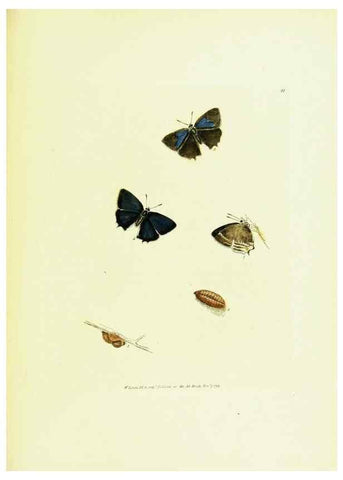 Reproducción/Reproduction 9689114620: The papilios of Great Britain,. London,Printed for J. Johnson,1795.