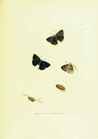 Reproducción/Reproduction 9689114620: The papilios of Great Britain,. London,Printed for J. Johnson,1795.