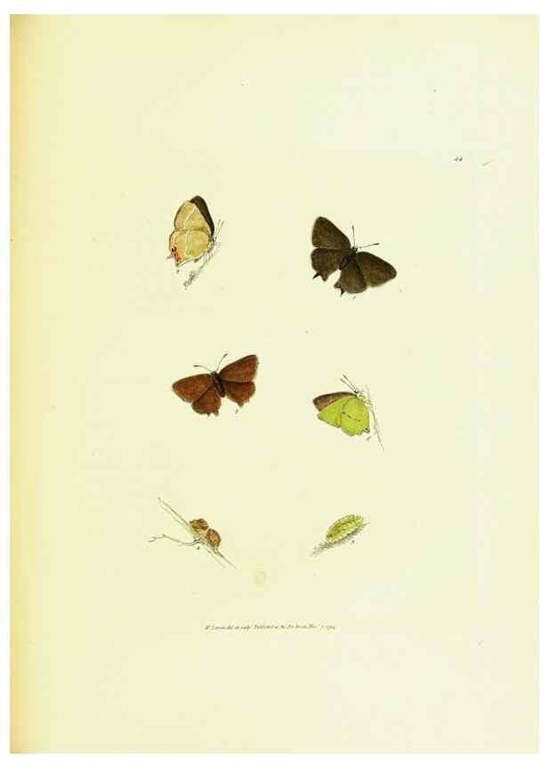 Reproducción/Reproduction 9689115536: The papilios of Great Britain,. London,Printed for J. Johnson,1795.