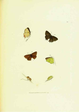 Reproducción/Reproduction 9689115536: The papilios of Great Britain,. London,Printed for J. Johnson,1795.