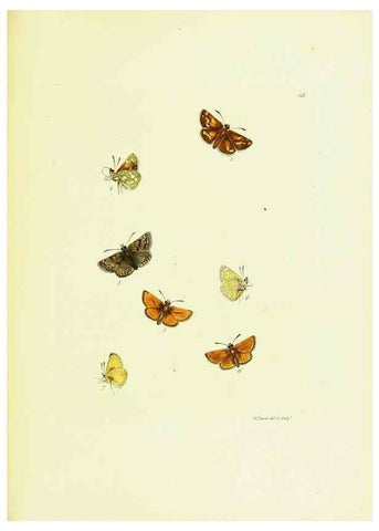Reproducción/Reproduction 9685878349: The papilios of Great Britain,. London,Printed for J. Johnson,1795.