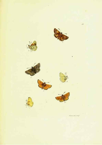 Reproducción/Reproduction 9685878349: The papilios of Great Britain,. London,Printed for J. Johnson,1795.