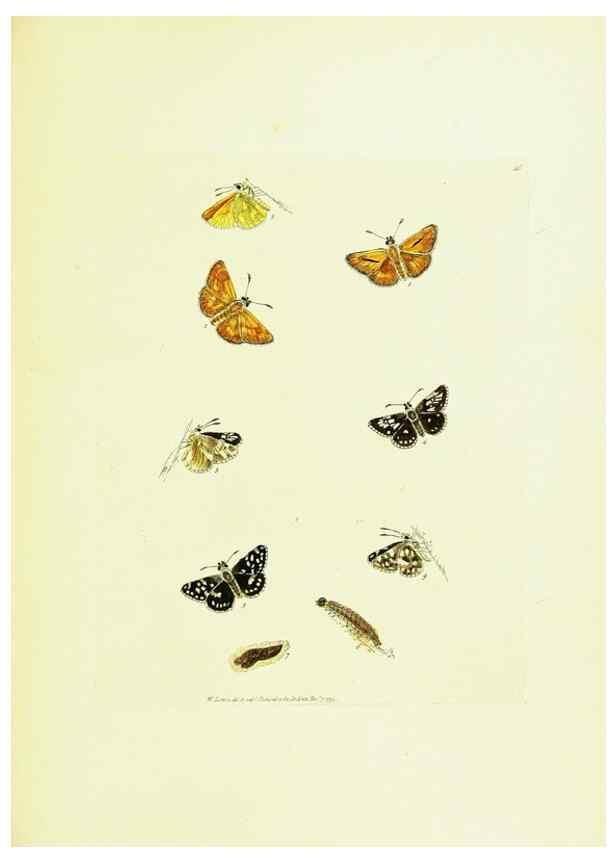 Reproducción/Reproduction 9685879475: The papilios of Great Britain,. London,Printed for J. Johnson,1795.
