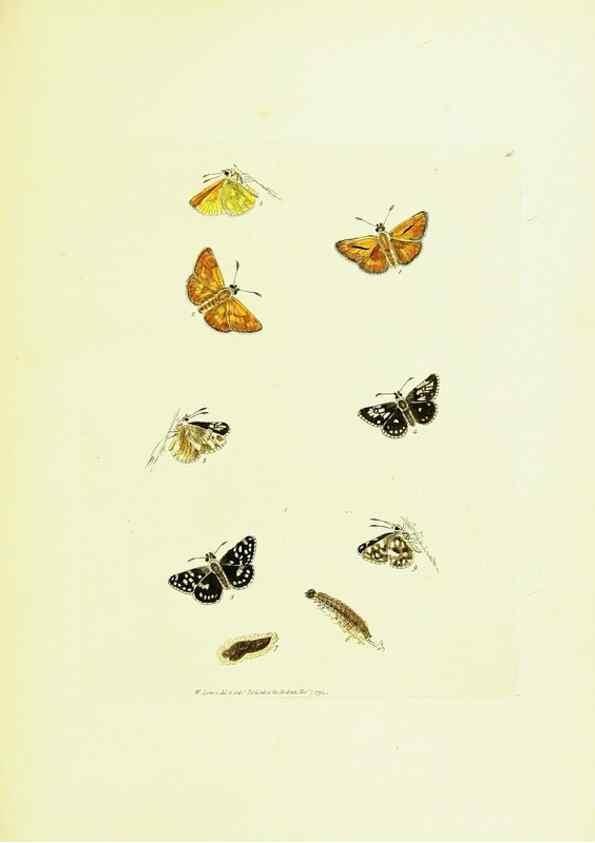 Reproducción/Reproduction 9685879475: The papilios of Great Britain,. London,Printed for J. Johnson,1795.
