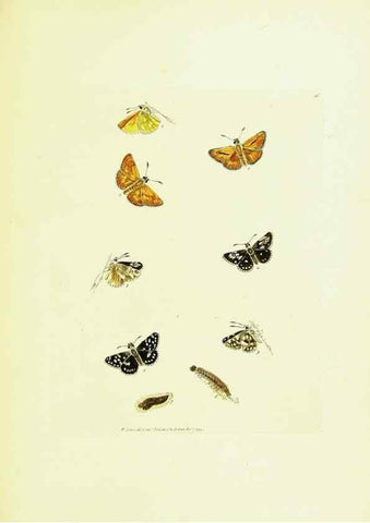 Reproducción/Reproduction 9685879475: The papilios of Great Britain,. London,Printed for J. Johnson,1795.