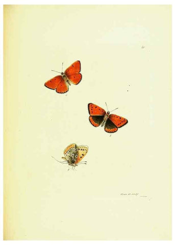 Reproducción/Reproduction 9689111374: The papilios of Great Britain,. London,Printed for J. Johnson,1795.