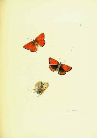 Reproducción/Reproduction 9689111374: The papilios of Great Britain,. London,Printed for J. Johnson,1795.