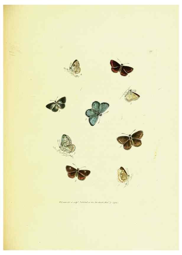 Reproducción/Reproduction 9689110250: The papilios of Great Britain,. London,Printed for J. Johnson,1795.