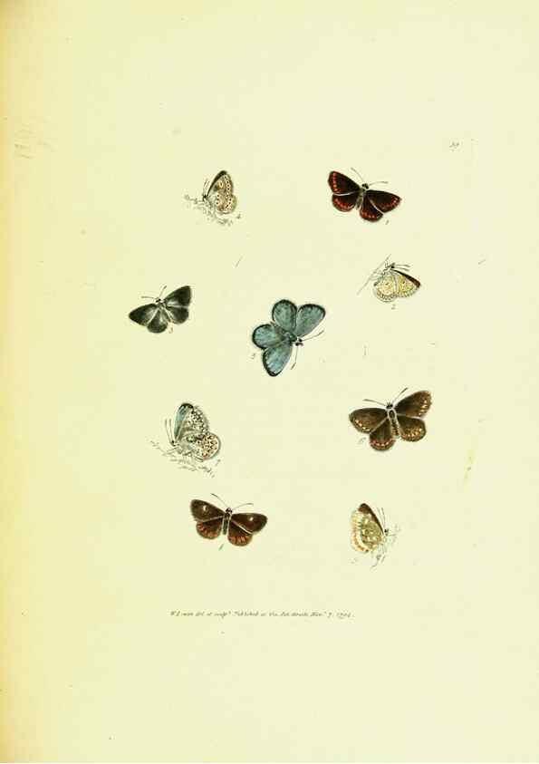Reproducción/Reproduction 9689110250: The papilios of Great Britain,. London,Printed for J. Johnson,1795.