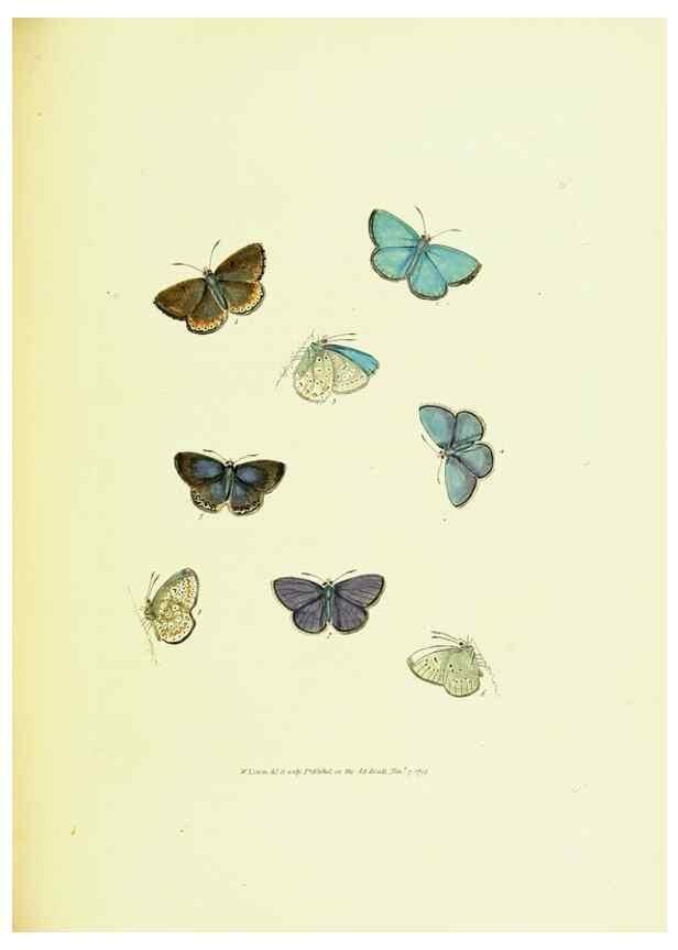 Reproducción/Reproduction 9689109184: The papilios of Great Britain,. London,Printed for J. Johnson,1795.