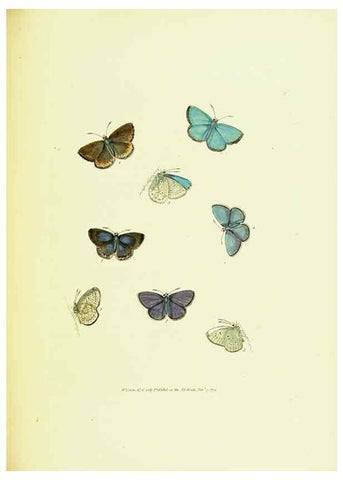 Reproducción/Reproduction 9689109184: The papilios of Great Britain,. London,Printed for J. Johnson,1795.