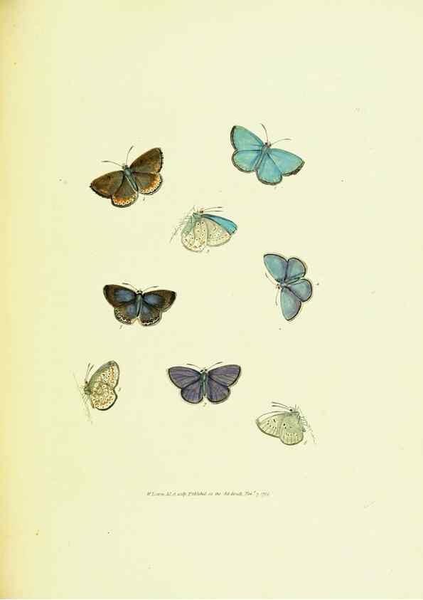 Reproducción/Reproduction 9689109184: The papilios of Great Britain,. London,Printed for J. Johnson,1795.