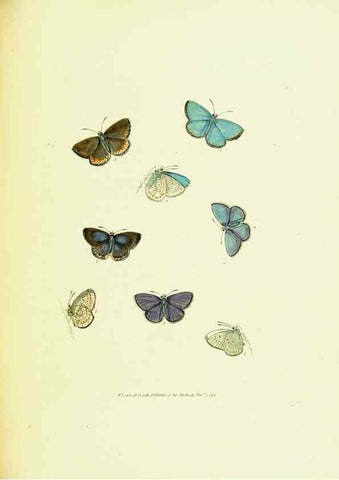 Reproducción/Reproduction 9689109184: The papilios of Great Britain,. London,Printed for J. Johnson,1795.