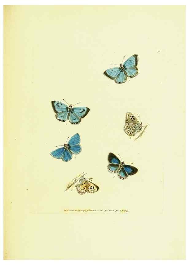 Reproducción/Reproduction 9685869671: The papilios of Great Britain,. London,Printed for J. Johnson,1795.