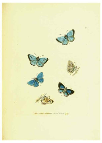 Reproducción/Reproduction 9685869671: The papilios of Great Britain,. London,Printed for J. Johnson,1795.