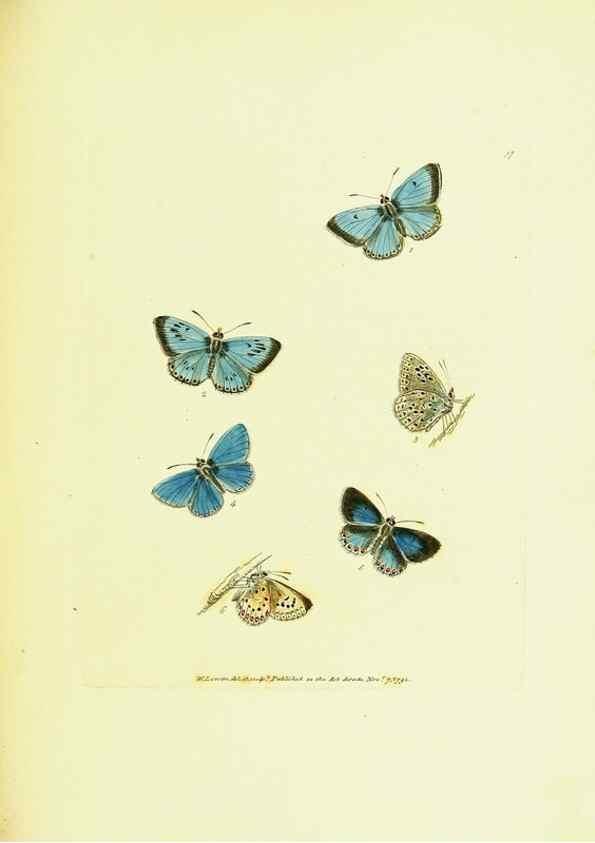 Reproducción/Reproduction 9685869671: The papilios of Great Britain,. London,Printed for J. Johnson,1795.