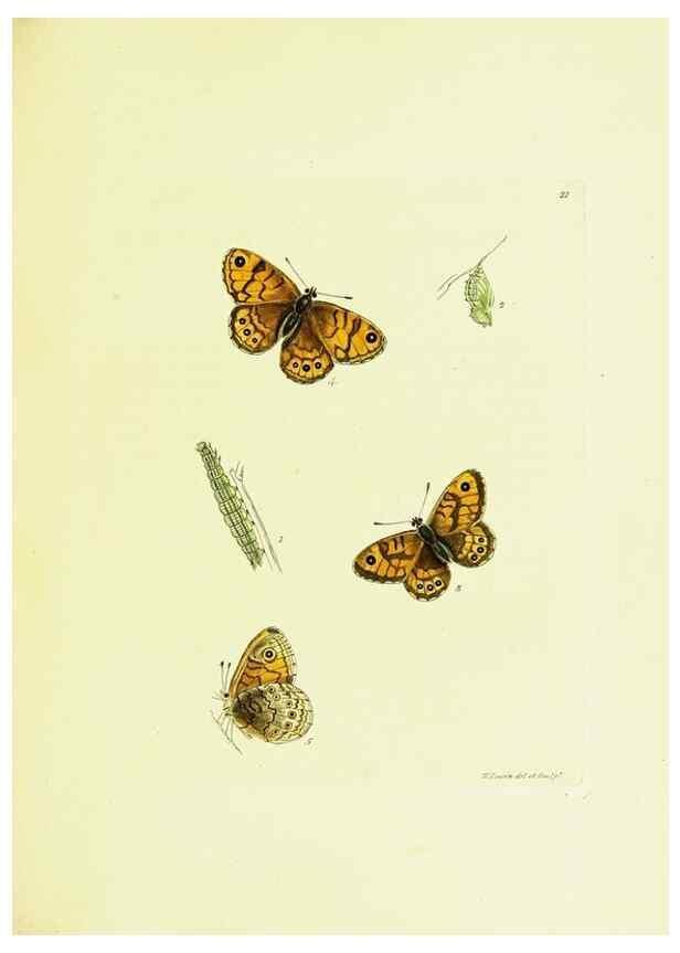 Reproducción/Reproduction 9689089086: The papilios of Great Britain,. London,Printed for J. Johnson,1795.