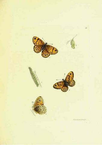 Reproducción/Reproduction 9689089086: The papilios of Great Britain,. London,Printed for J. Johnson,1795.