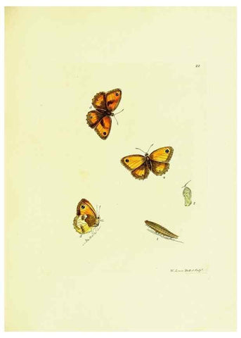 Reproducción/Reproduction 9689090166: The papilios of Great Britain,. London,Printed for J. Johnson,1795.