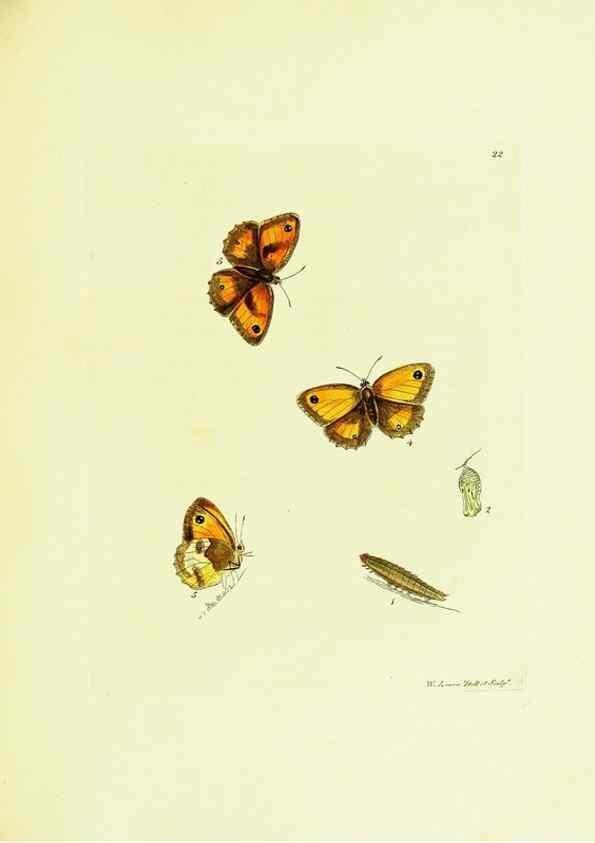 Reproducción/Reproduction 9689090166: The papilios of Great Britain,. London,Printed for J. Johnson,1795.