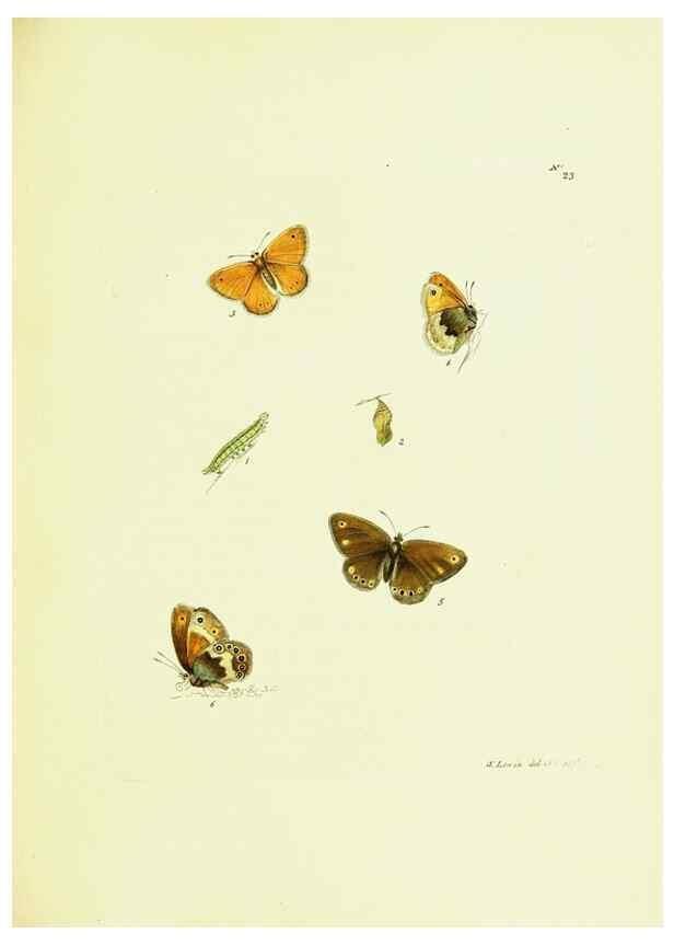 Reproducción/Reproduction 9689091108: The papilios of Great Britain,. London,Printed for J. Johnson,1795.