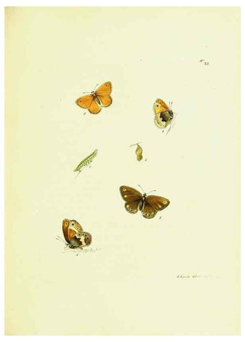 Reproducción/Reproduction 9689091108: The papilios of Great Britain,. London,Printed for J. Johnson,1795.
