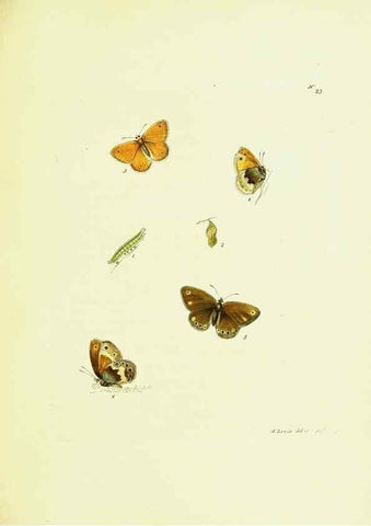 Reproducción/Reproduction 9689091108: The papilios of Great Britain,. London,Printed for J. Johnson,1795.