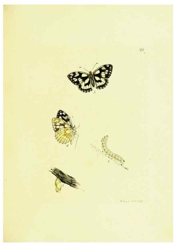 Reproducción/Reproduction 9685854181: The papilios of Great Britain,. London,Printed for J. Johnson,1795.