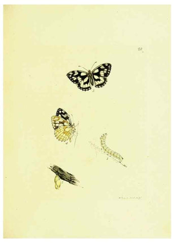 Reproducción/Reproduction 9685854181: The papilios of Great Britain,. London,Printed for J. Johnson,1795.