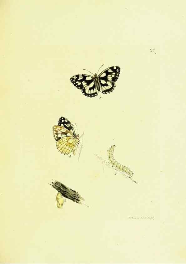 Reproducción/Reproduction 9685854181: The papilios of Great Britain,. London,Printed for J. Johnson,1795.