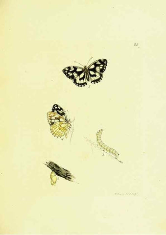 Reproducción/Reproduction 9685854181: The papilios of Great Britain,. London,Printed for J. Johnson,1795.