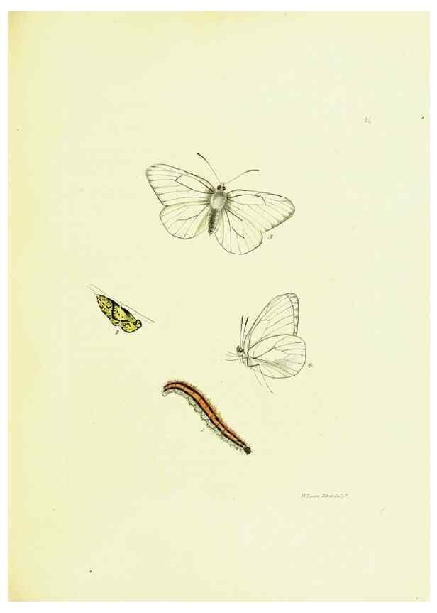 Reproducción/Reproduction 9685855287: The papilios of Great Britain,. London,Printed for J. Johnson,1795.