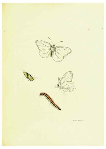 Reproducción/Reproduction 9685855287: The papilios of Great Britain,. London,Printed for J. Johnson,1795.