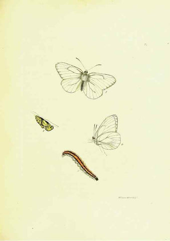 Reproducción/Reproduction 9685855287: The papilios of Great Britain,. London,Printed for J. Johnson,1795.