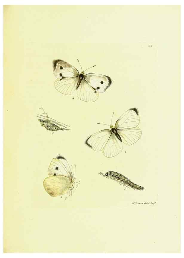 Reproducción/Reproduction 9685856519: The papilios of Great Britain,. London,Printed for J. Johnson,1795.