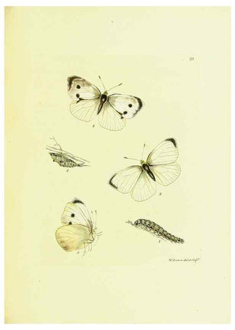 Reproducción/Reproduction 9685856519: The papilios of Great Britain,. London,Printed for J. Johnson,1795.