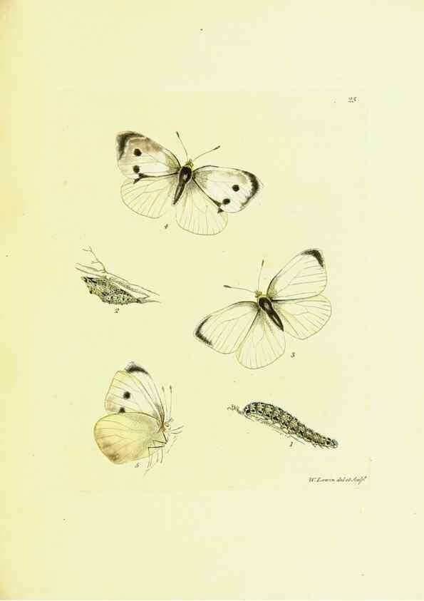 Reproducción/Reproduction 9685856519: The papilios of Great Britain,. London,Printed for J. Johnson,1795.