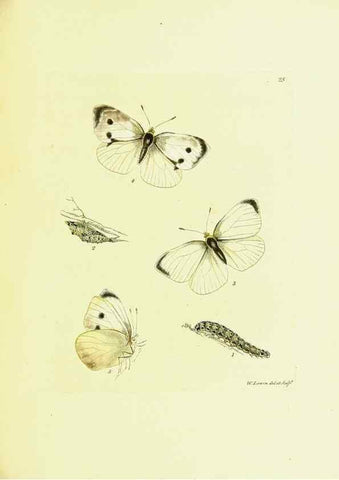 Reproducción/Reproduction 9685856519: The papilios of Great Britain,. London,Printed for J. Johnson,1795.