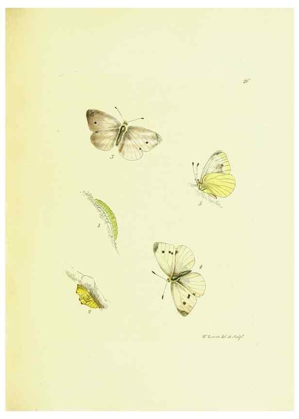 Reproducción/Reproduction 9689095562: The papilios of Great Britain,. London,Printed for J. Johnson,1795.