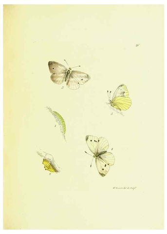 Reproducción/Reproduction 9689095562: The papilios of Great Britain,. London,Printed for J. Johnson,1795.