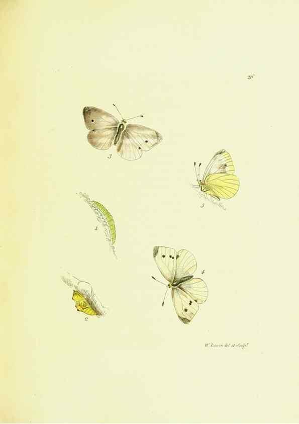 Reproducción/Reproduction 9689095562: The papilios of Great Britain,. London,Printed for J. Johnson,1795.